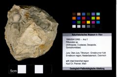 Foto (Objekt + Etikett) von Pithonoton sp.  (NHMW-GEO-1990-0041-2490)